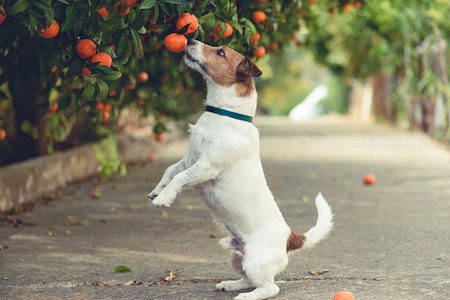 Cute dog stealing fruit from a tree