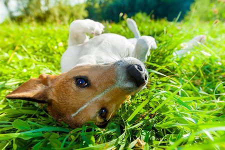 Dog relaxing on its back in the grass